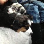 on the road with puppies 2